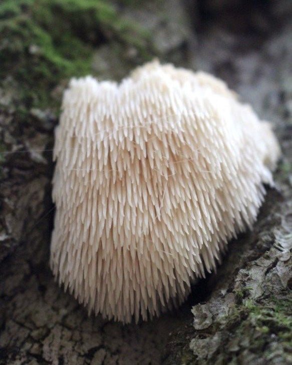 oH Lions Mane